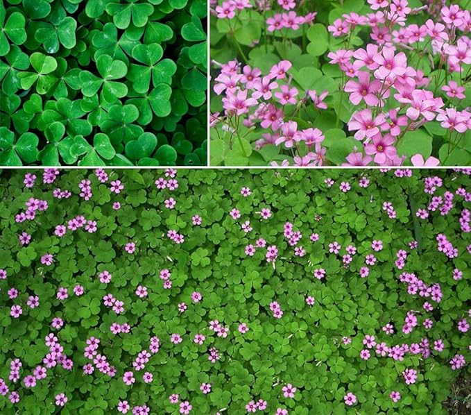 Heirloom Non-GMO Clover Flower Seeds for Planting – Pollinator-Friendly Ground Cover for Lush Gardens