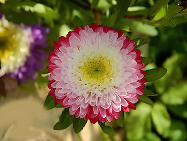 Aster White Rainbow Chrysanthemum Perennial Flower Seeds
