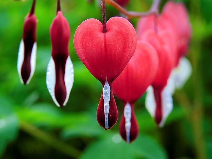Organic Heirloom Non-GMO Bleeding Heart Seeds for Planting – Shade Garden Flowers