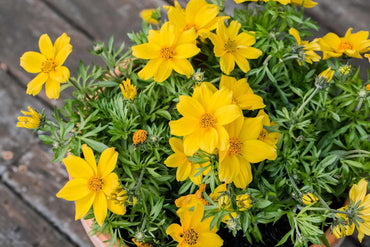 Bidens Cernua Flower Seeds for Planting - 100