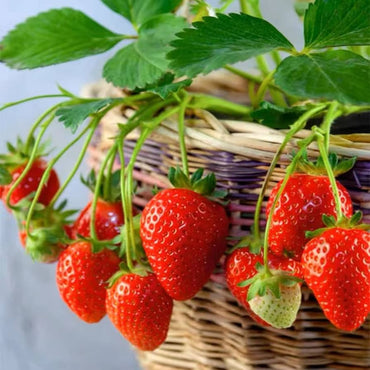 Eversweet strawberry seeds – sweet and hardy everbearing variety
