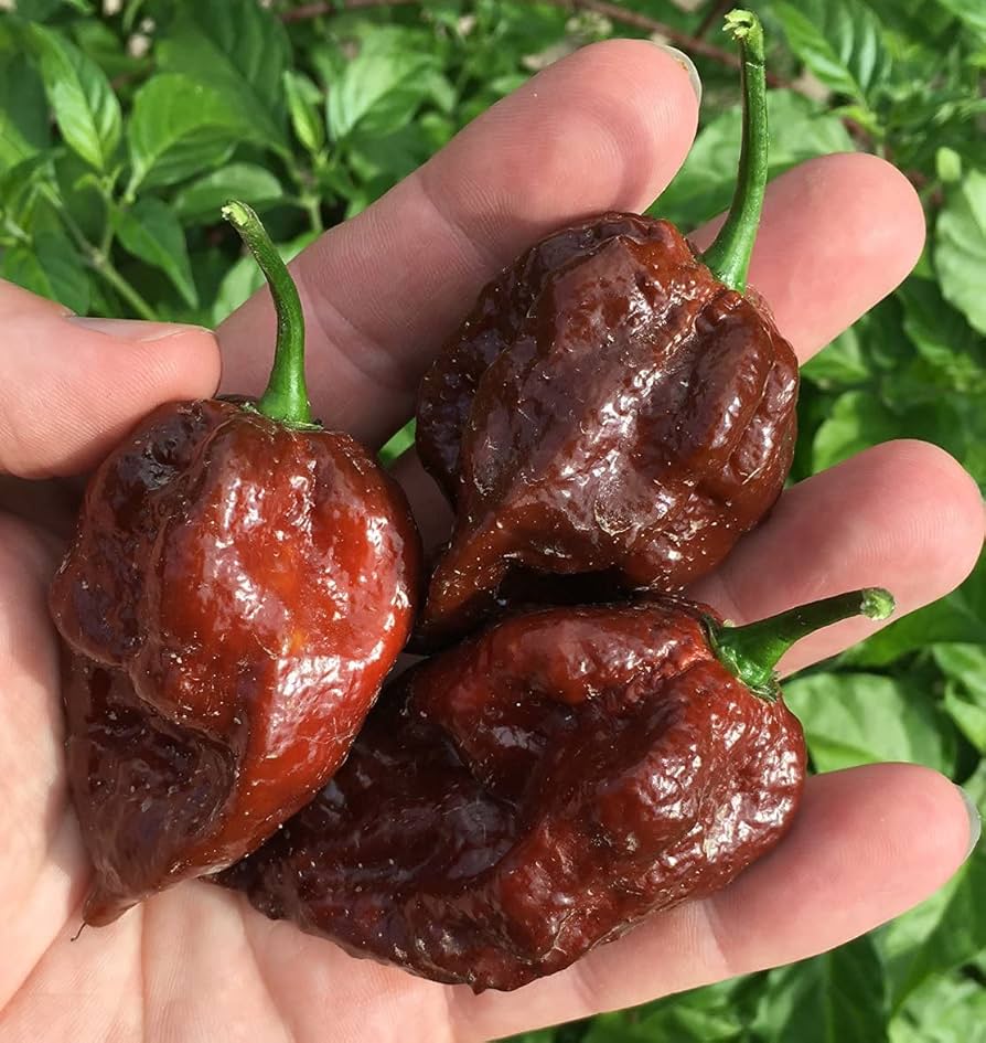 Kraken Scorpion chile pepper plant grown from seeds with gnarly red pods and scorching heat