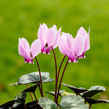 Cyclamen Shanghai Green Cyclamen Flower Seeds