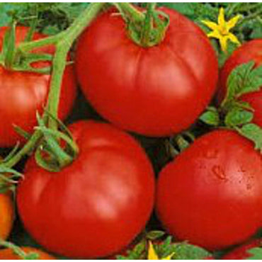 Boxcar Willie tomato seeds Lycopersicon lycopersicum for classic heirloom gardening