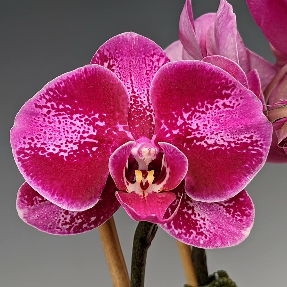 Phalaenopsis Orchid Seeds for Indoor Gardening