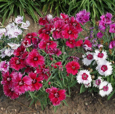 Dianthus- Baby Doll Mix