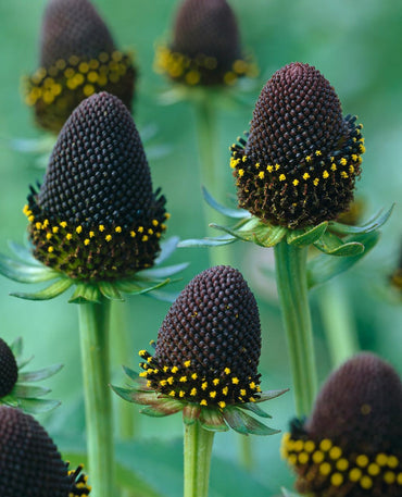 Rudbeckia Green Wizard Flower Seeds – Heirloom Non-GMO Seeds for Colorful Garden Planting