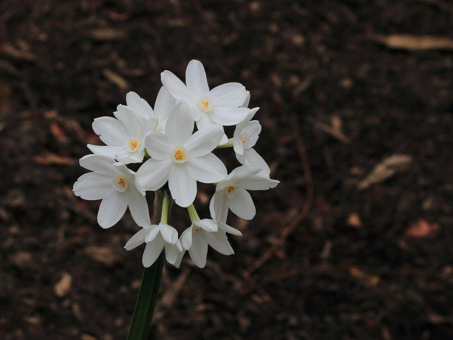 Fragrant Paperwhites Seeds