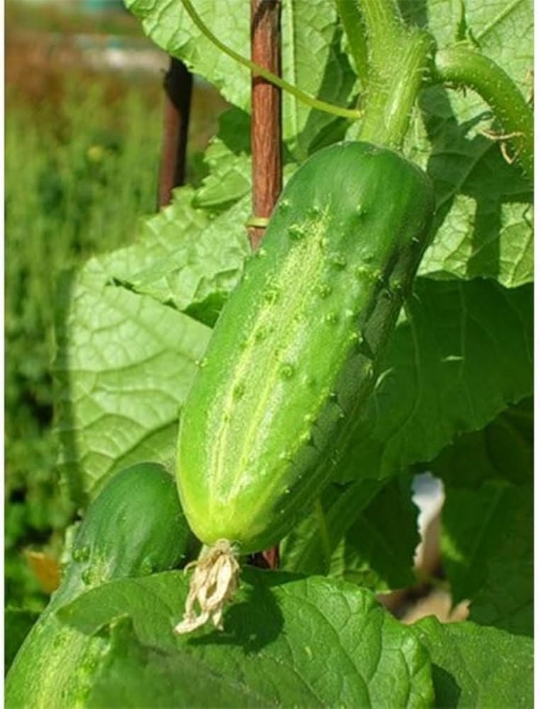 Arkansas Little Leaf cucumber seeds – compact, disease-resistant variety