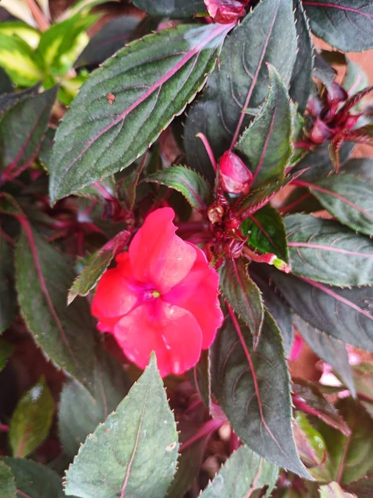 New Guinea Impatiens Divine Lavender flower seeds for colorful tropical displays