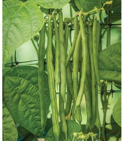 Mogette Bean Phaseolus vulgaris for planting in home garden