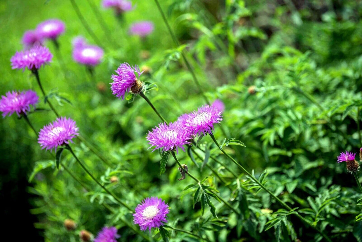 American basketflower Centaurea americana flower seeds for planting in garden beds or ornamental pots