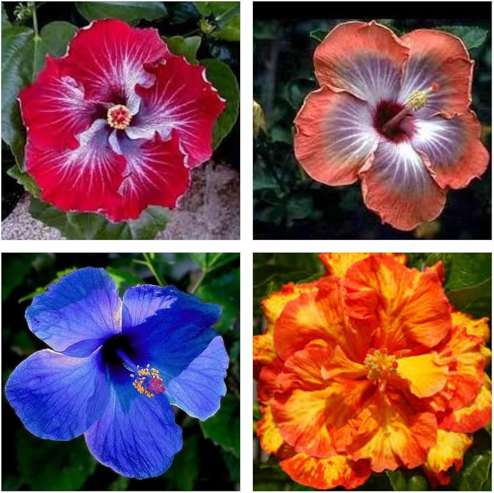 Mini Hibiscus Chinese Rose Flower Seeds for Home and Garden Planting