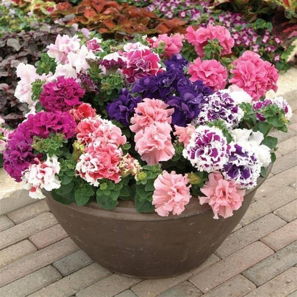 Double Petal Petunia Perennial Flower Seeds for Home and Garden Planting