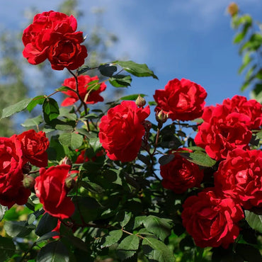 Rose Red Perennial Flower Seeds for Garden