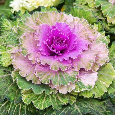 Kale Ornamental Cabbage Flowering Vegetable Seeds for Garden