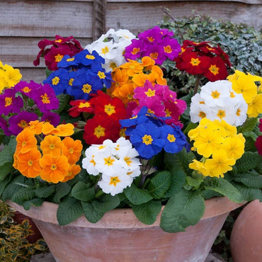 Common Blue Primrose flower seeds – soft blue early-blooming annual