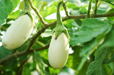 Brinjal Hybrid White Vegetable Seeds