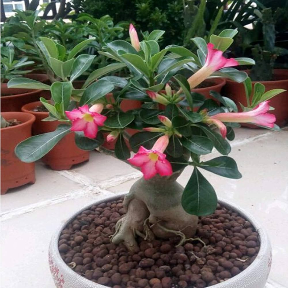 Desert Rose Adenium obesum Flower Seeds for Planting Rainbow Variety in Indoor Pots