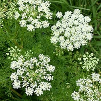 Heirloom Caraway Flower Seeds, Non-GMO Aromatic Herb Blooms for Culinary and Garden Planting