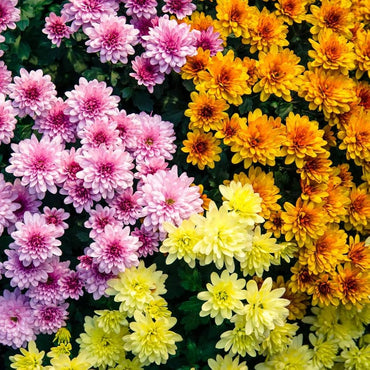 Chrysanthemum Mixed Perennial Flower - for planting in home garden