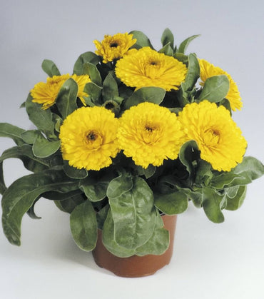 Calendula Officinalis Yellow Flower Seeds