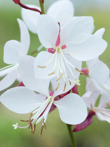 Gaura Lindheimeri Flower Seeds for Planting - 100 pcs