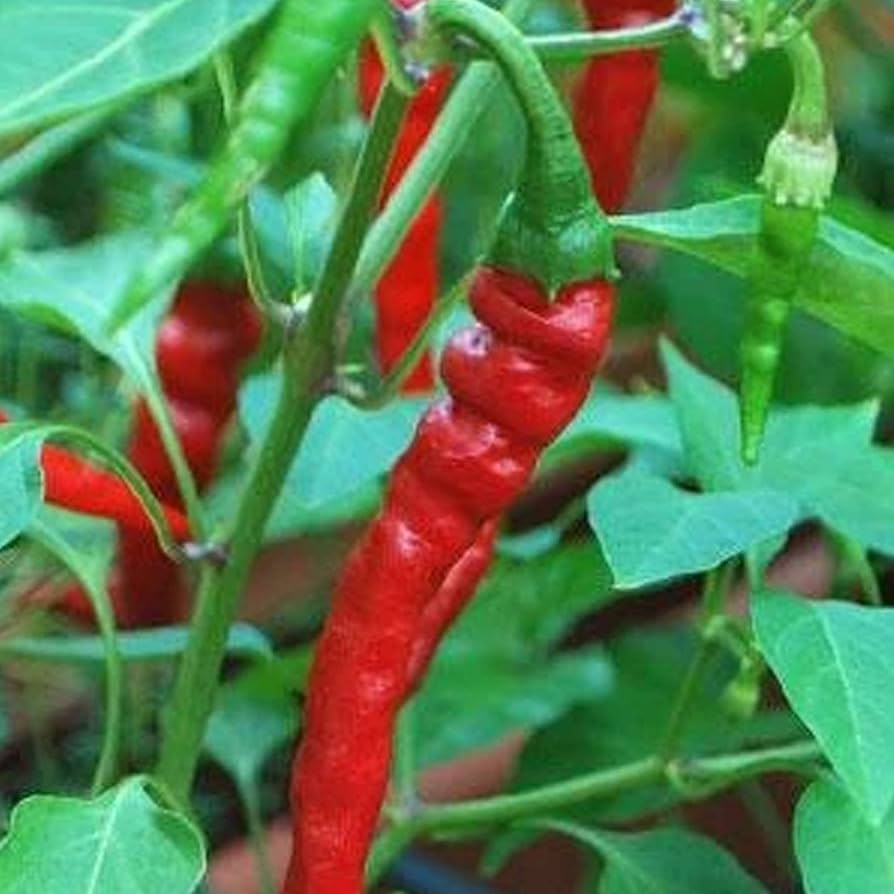 Ring of Fire Pepper Seeds
