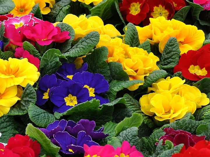 Non-GMO Mixed Primula Malacoides Flower Seeds for Garden Planting – Primrose Seeds