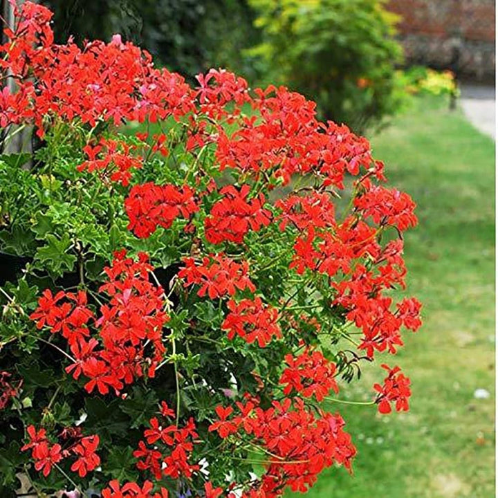 Heirloom Non-GMO Pelargonium Peltatum Flower Seeds | Trailing Geranium Seeds for Baskets & Borders