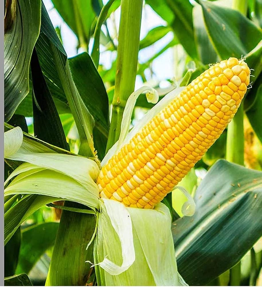 Super Sweet Corn seeds (Zea mays, high-quality) yielding tall stalks of juicy, golden yellow kernels, ideal for home vegetable gardens