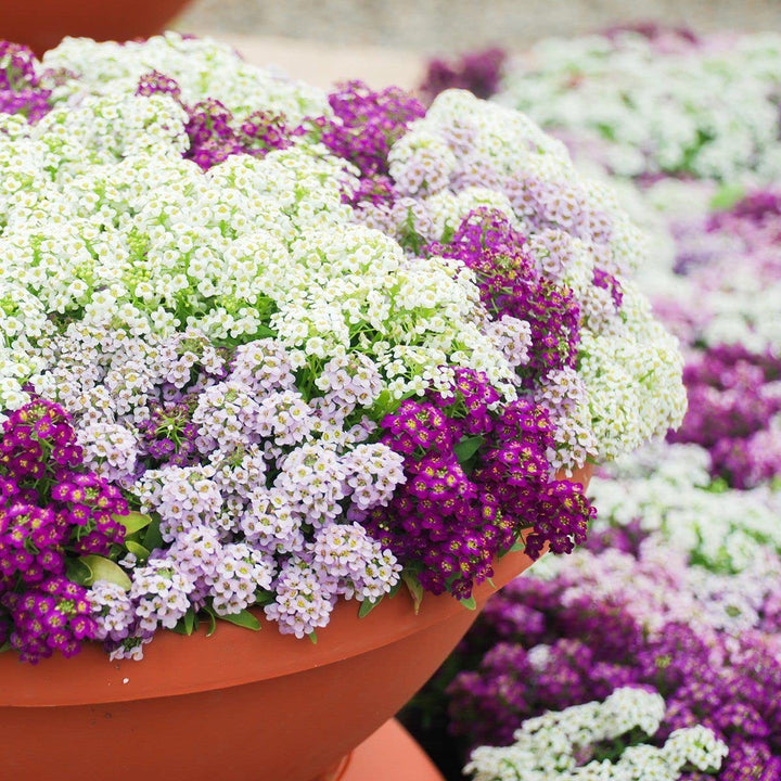 Heirloom Alyssum Flower Seeds for Planting, Non-GMO