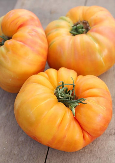 Dixie Golden Giant beefsteak tomato seeds for planting extra-large fruits