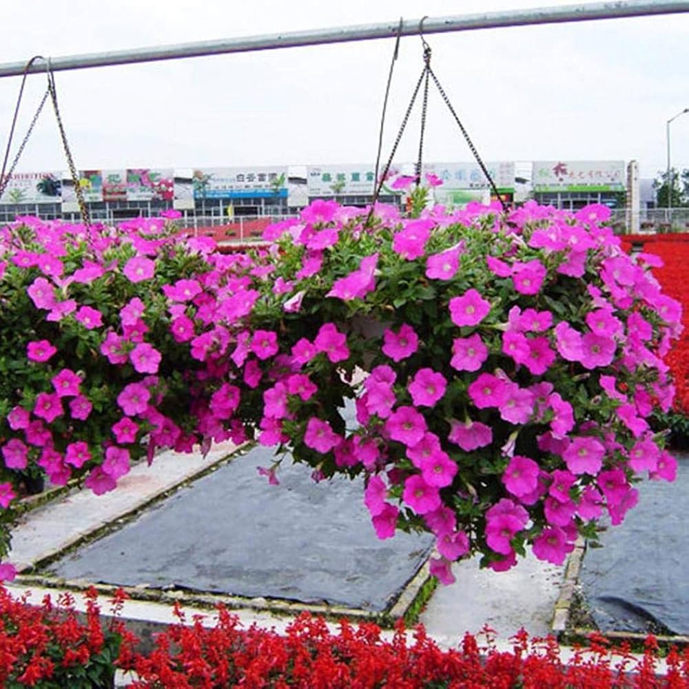 Petunia flower Petunia hybrida Shock Wave Deep Purple seeds for planting in vertical garden pots or home planters