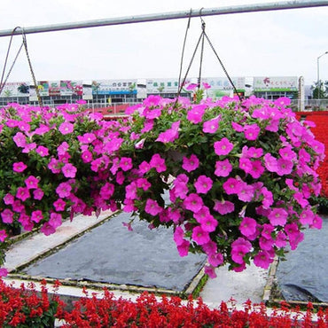 Petunia flower Petunia hybrida Shock Wave Deep Purple seeds for planting in vertical garden pots or home planters