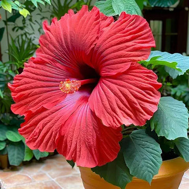 Giant Red Hibiscus Flower Seeds – Outdoor & Bonsai Plant