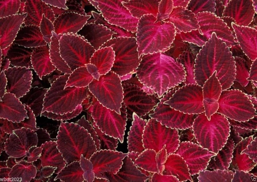 Coleus plant Wizard Velvet Red seeds for growing colorful foliage garden accents