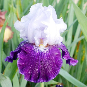 Picadilly Party Bearded Iris Seeds