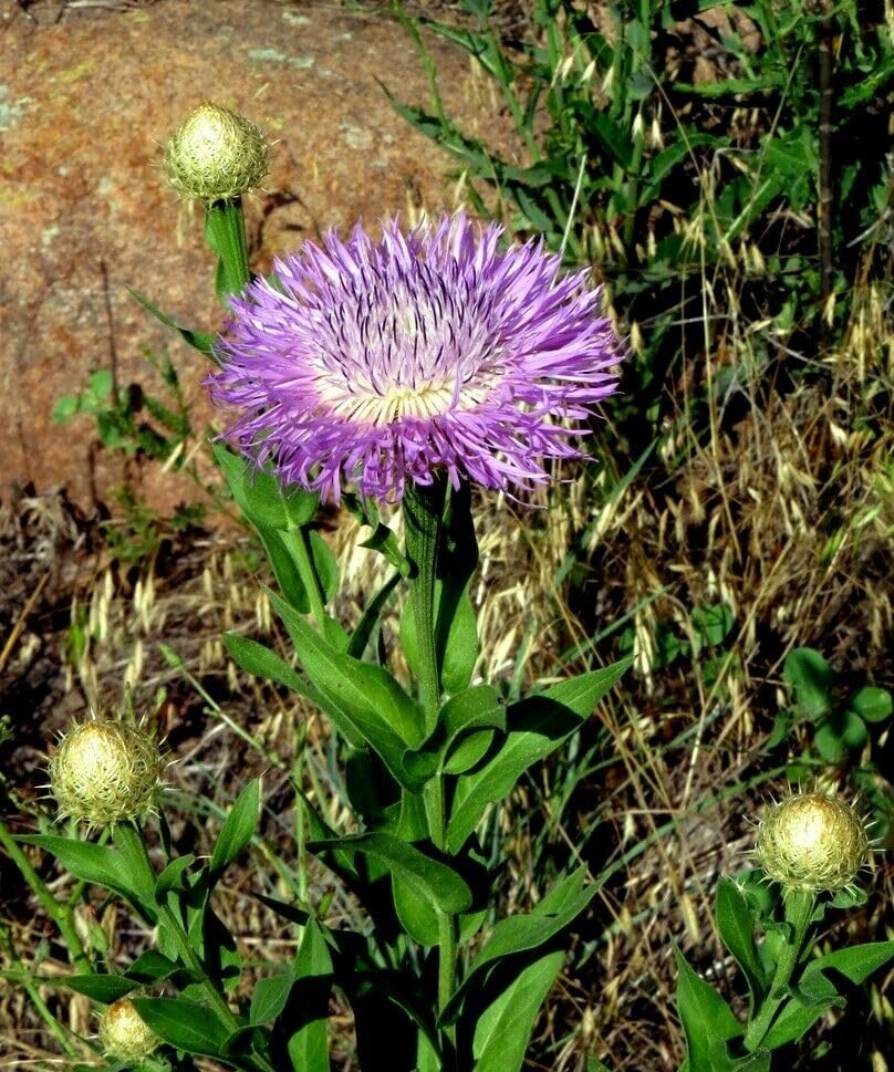 American basketflower Centaurea americana flower seeds for planting in garden beds or ornamental pots