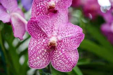 Iris Orchid Rare Heirloom Perennial Flower Seeds