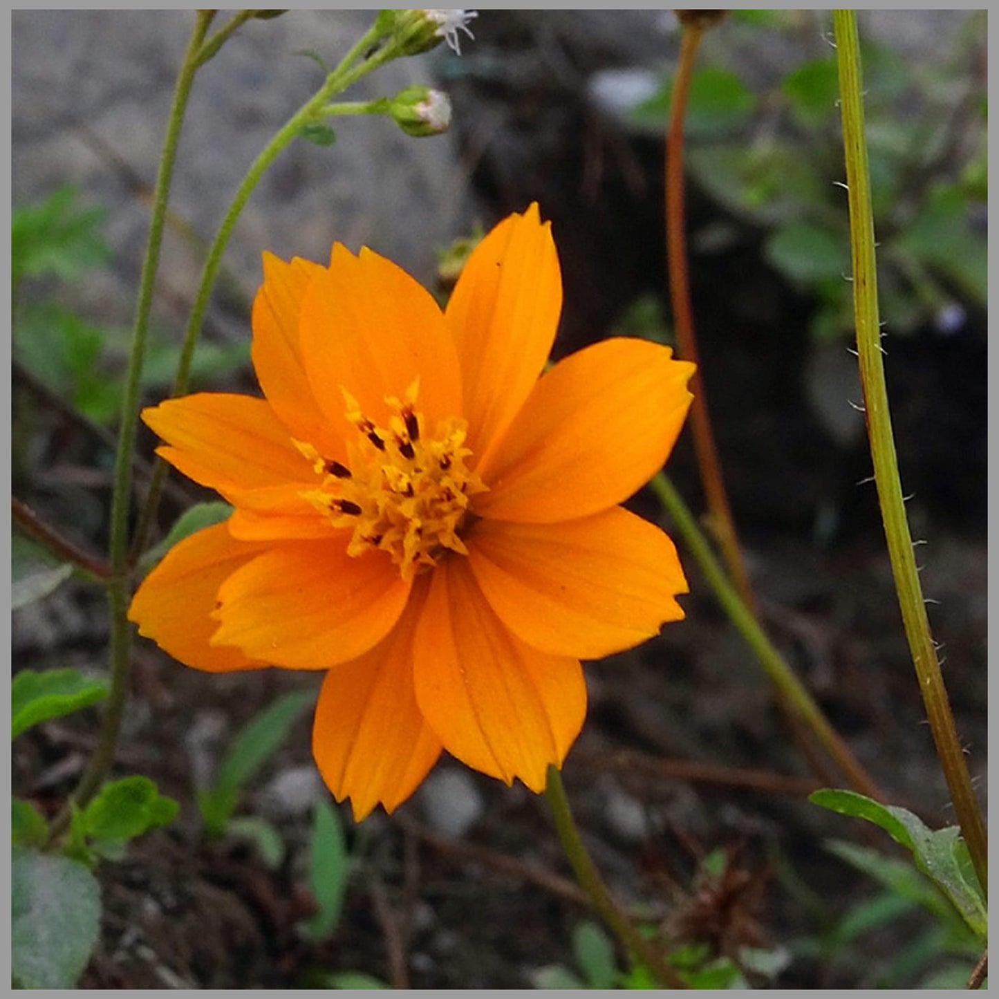 Orange Cosmos-Sensation flowers grown from seeds with vivid orange petals and feathery leaves