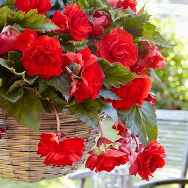 Prima Donna Begonia Red
