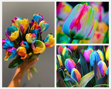 Rainbow tulip flower Tulipa spp. seeds for planting in outdoor garden beds or balcony pots