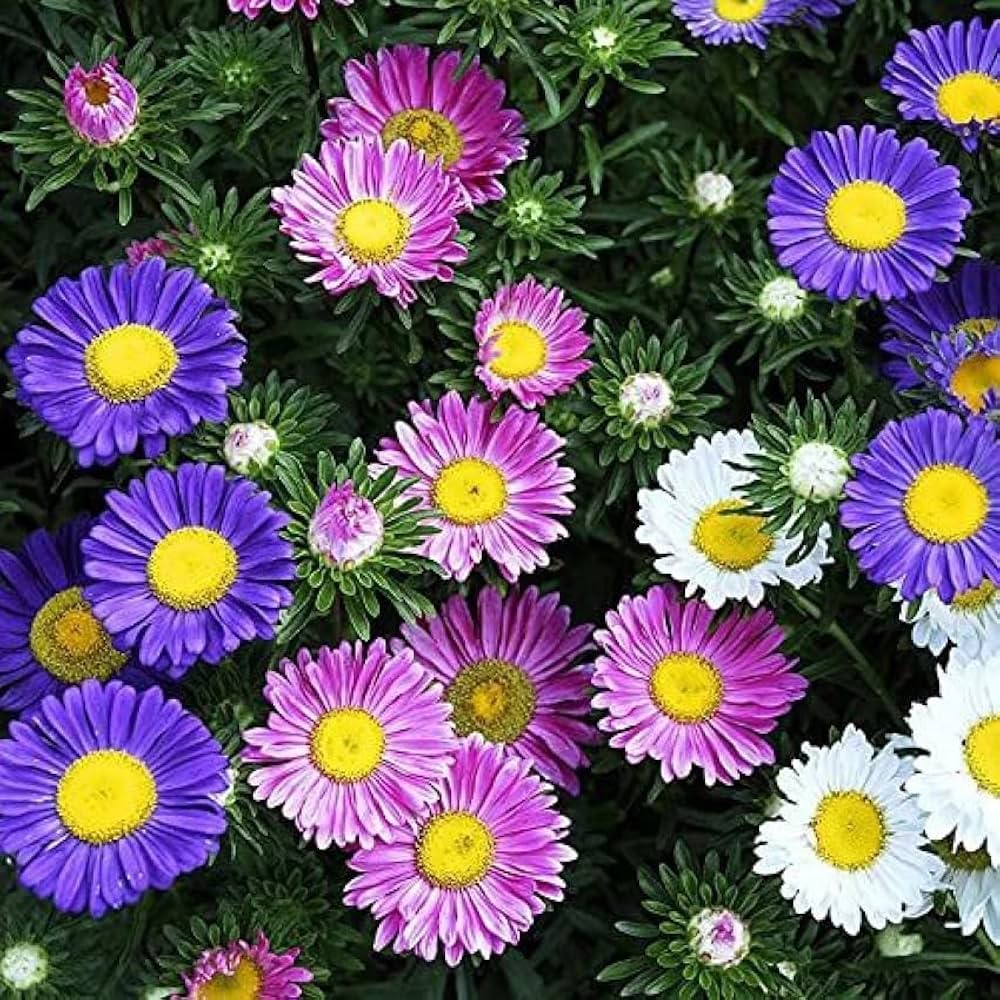 Semi Aster Rainbow Perennial Flower Seeds