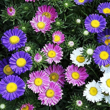 Semi Aster Rainbow Perennial Flower Seeds