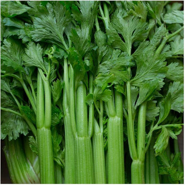Tendercrisp Celery Apium Graveolens Vegetable Seeds for Planting in Kitchen Garden and Vertical Garden Beds