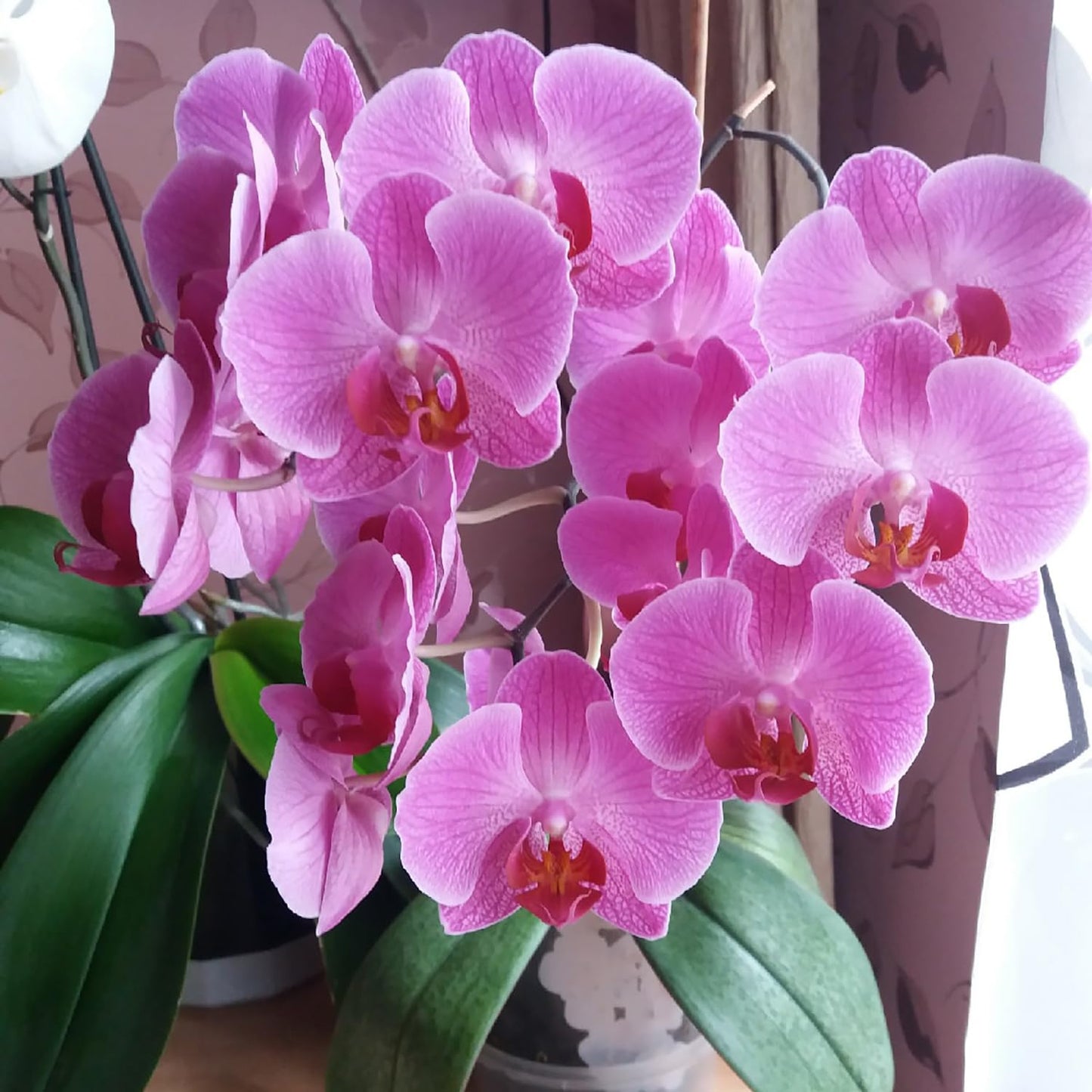 Phalaenopsis Orchid Seeds for Indoor Gardening