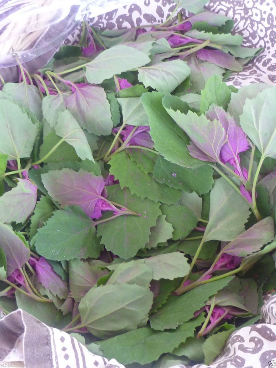 Magenta Spreen – Organic Microgreen Seed