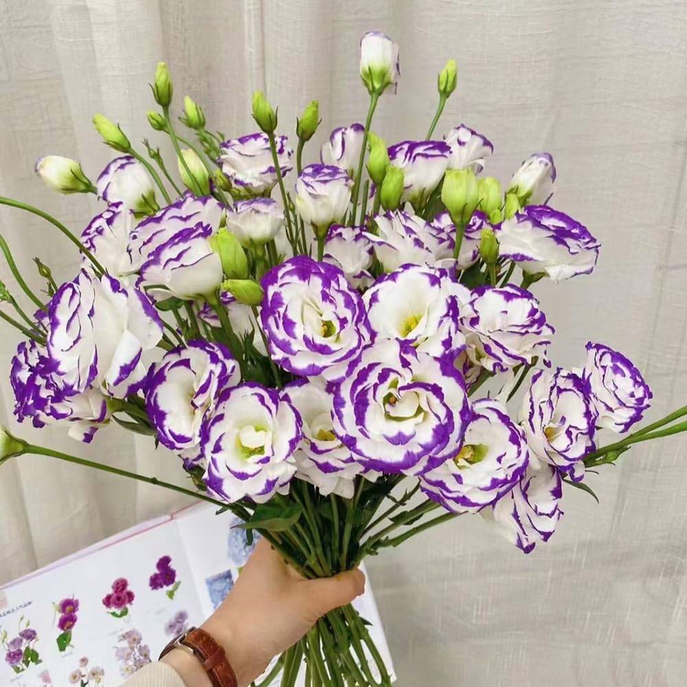 Eustoma Lisianthus Multi-Color Flower Seeds