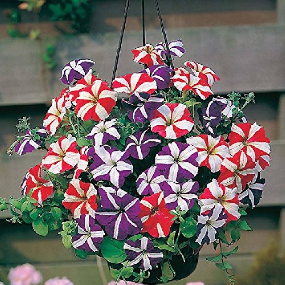 Petunia Double Leaves Perennial Flower - for planting in home garden